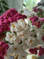 Daisy Flower (Sold Individually) - Image 2